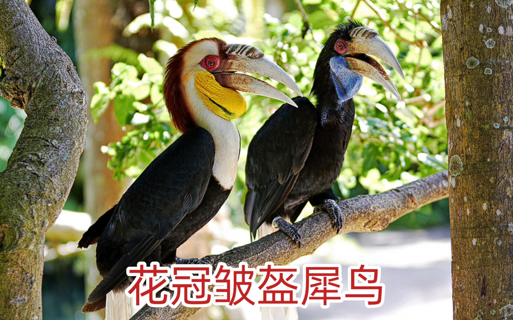 狗糧生產者,花冠皺盔犀鳥,國家一級保護動物