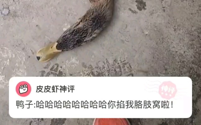 鸭子哈哈哈哈哈哈哈嗝