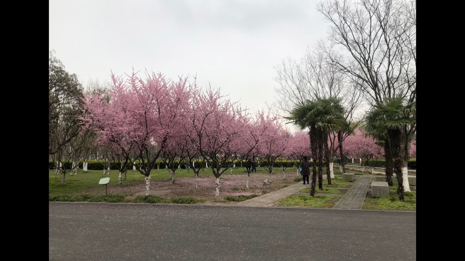 [图]春天到 百花开 好不热闹