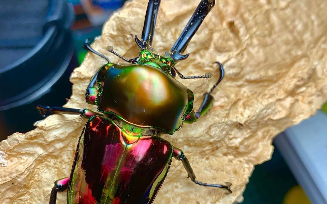 彩虹锹甲 上集_哔哩哔哩_bilibili