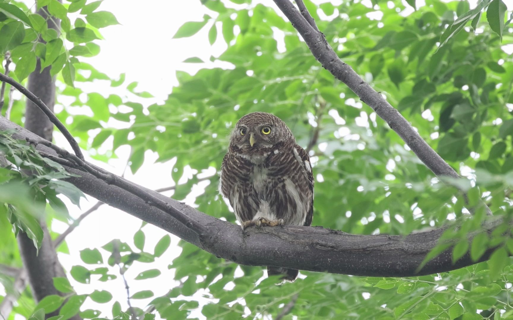 广州流花湖公园的斑头鸺鹠