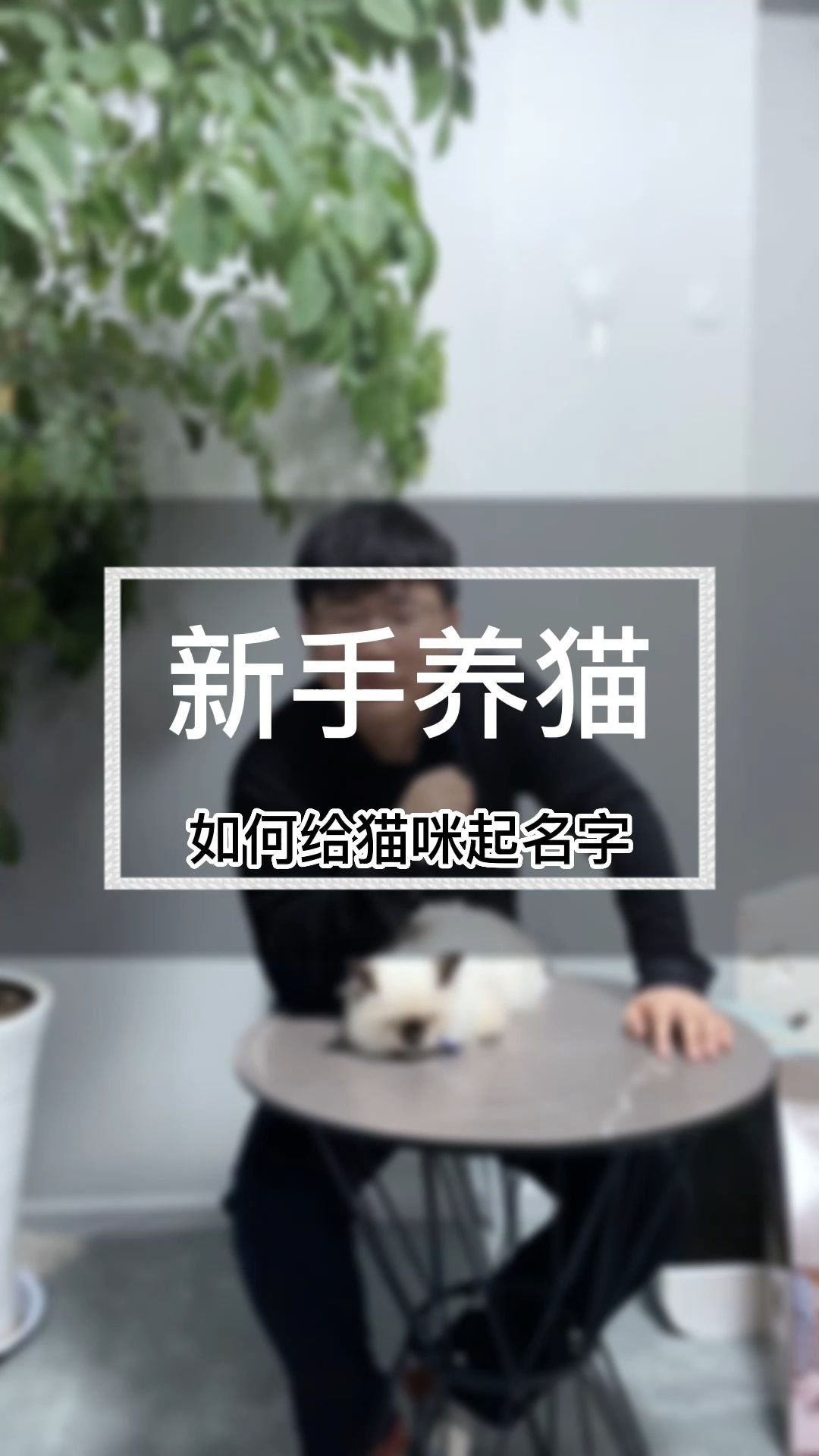 如何给猫咪起名字(A766)哔哩哔哩bilibili