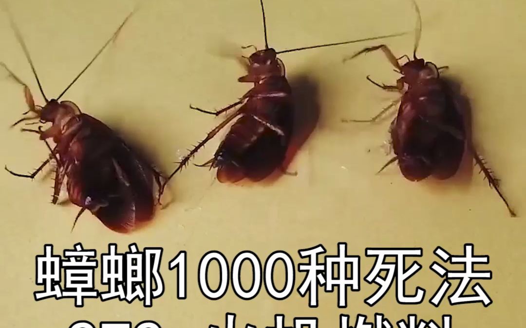打火机的燃料,喂给蟑螂喝,再注射给蟑螂,蟑螂还有命吗?