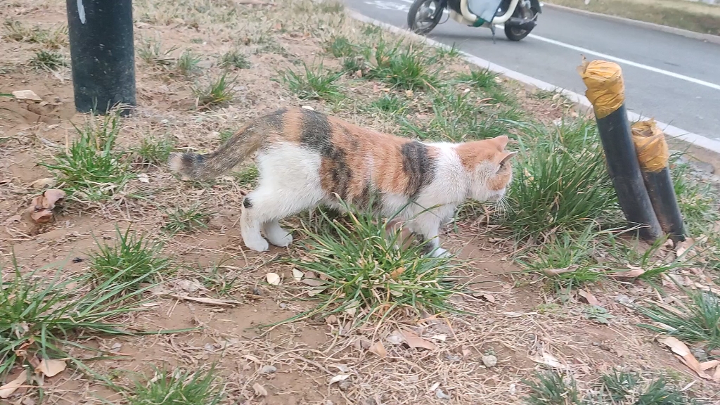 [图]学校里面的小花猫