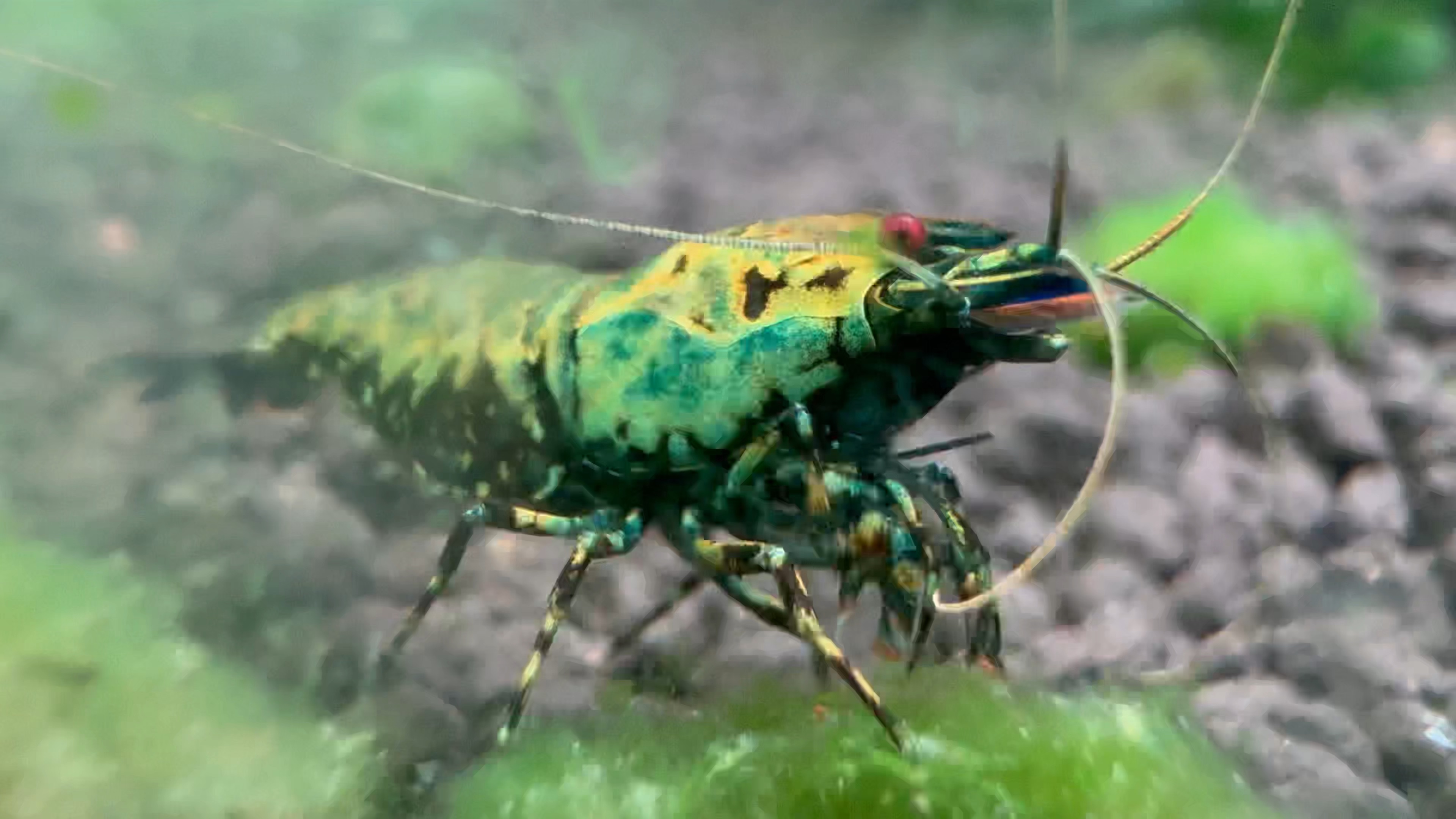 领略水晶虾之美–四禧虾苑–绿蚺&红银河