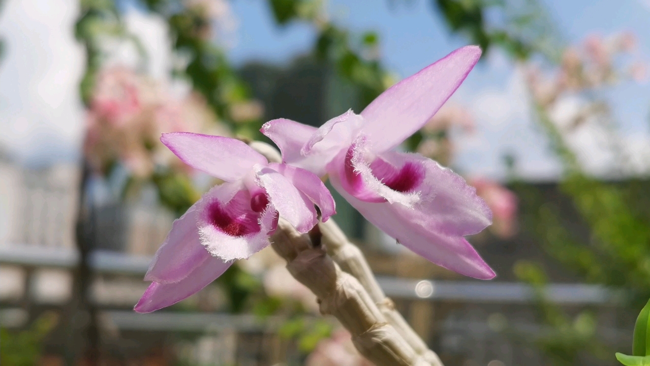 檀香石斛(广西檀香石斛)