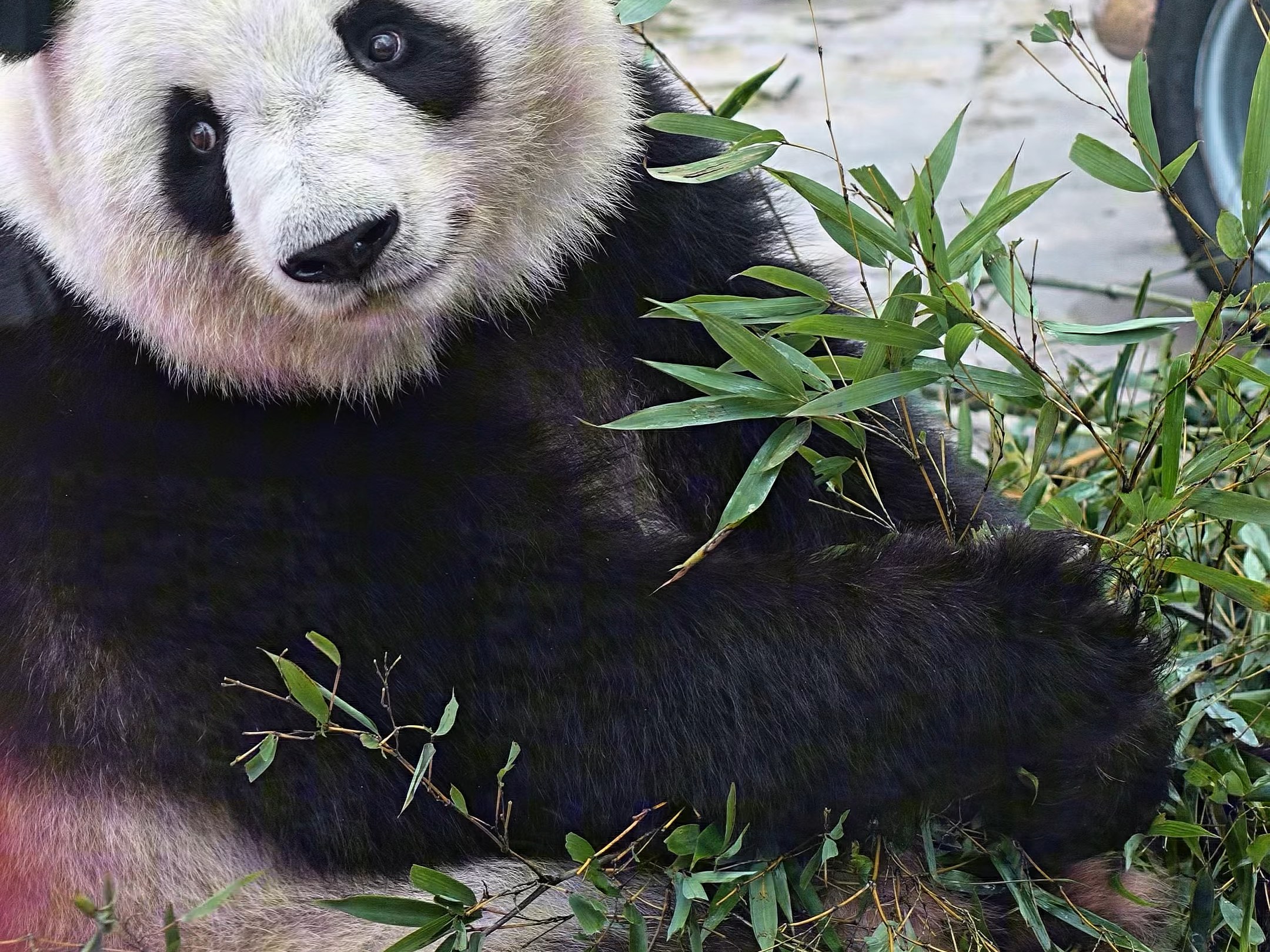 大熊猫#关爱国宝大熊猫#来吸大熊猫#大熊猫七巧七喜#杨佩奇看大熊猫