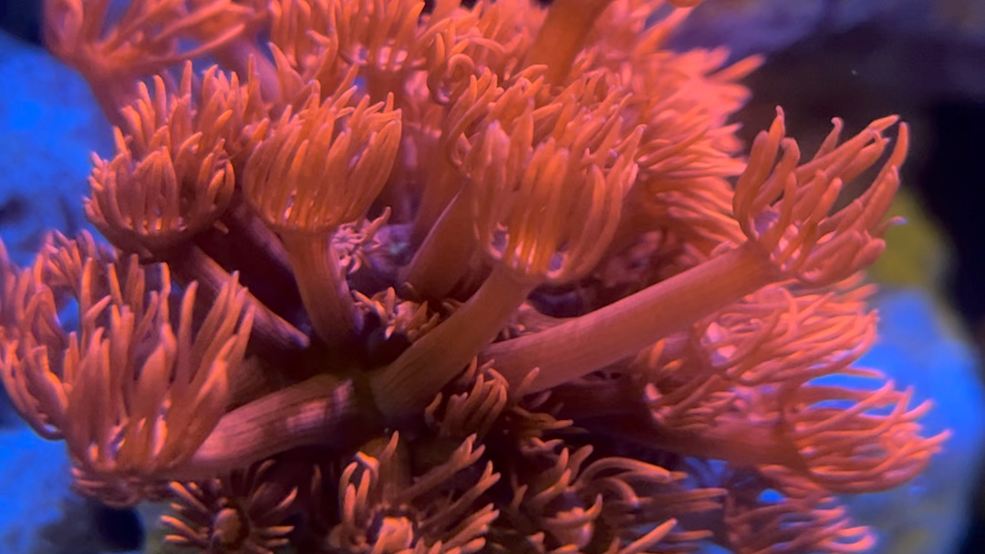 新到的红单苞珊瑚!