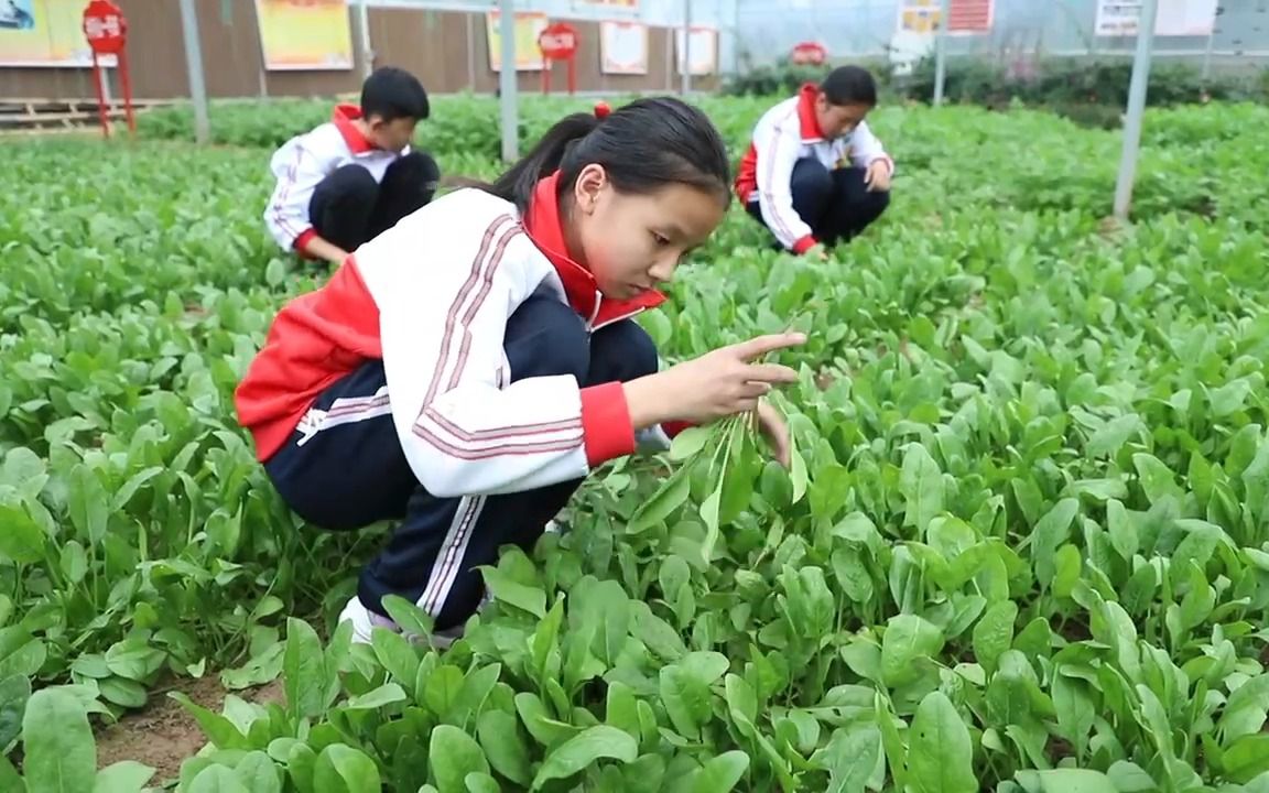 济南市莱芜区汶水学校劳动教育课哔哩哔哩bilibili