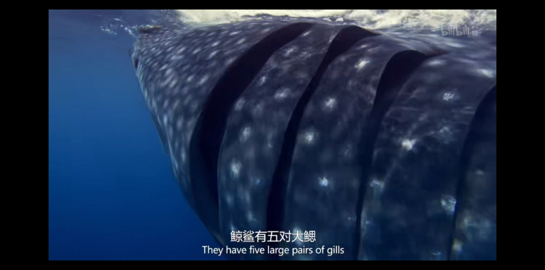 深海追踪罕见鲸鲨群出现