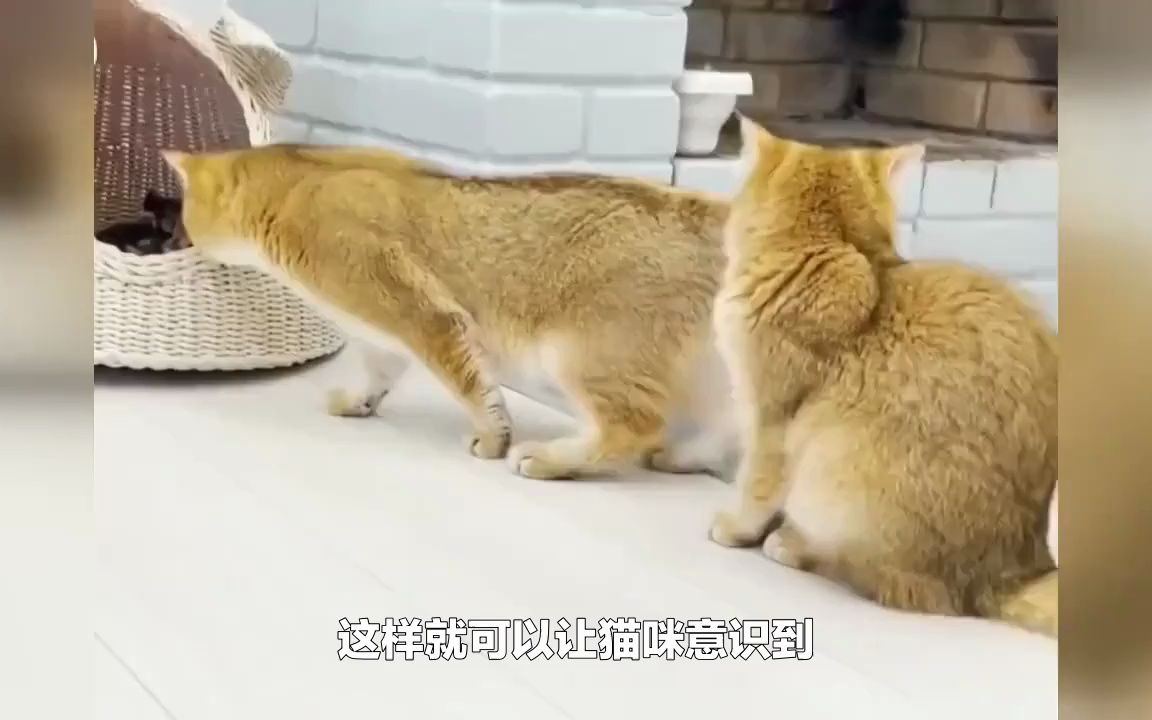 猫咪出现乱尿怎么办?哔哩哔哩bilibili