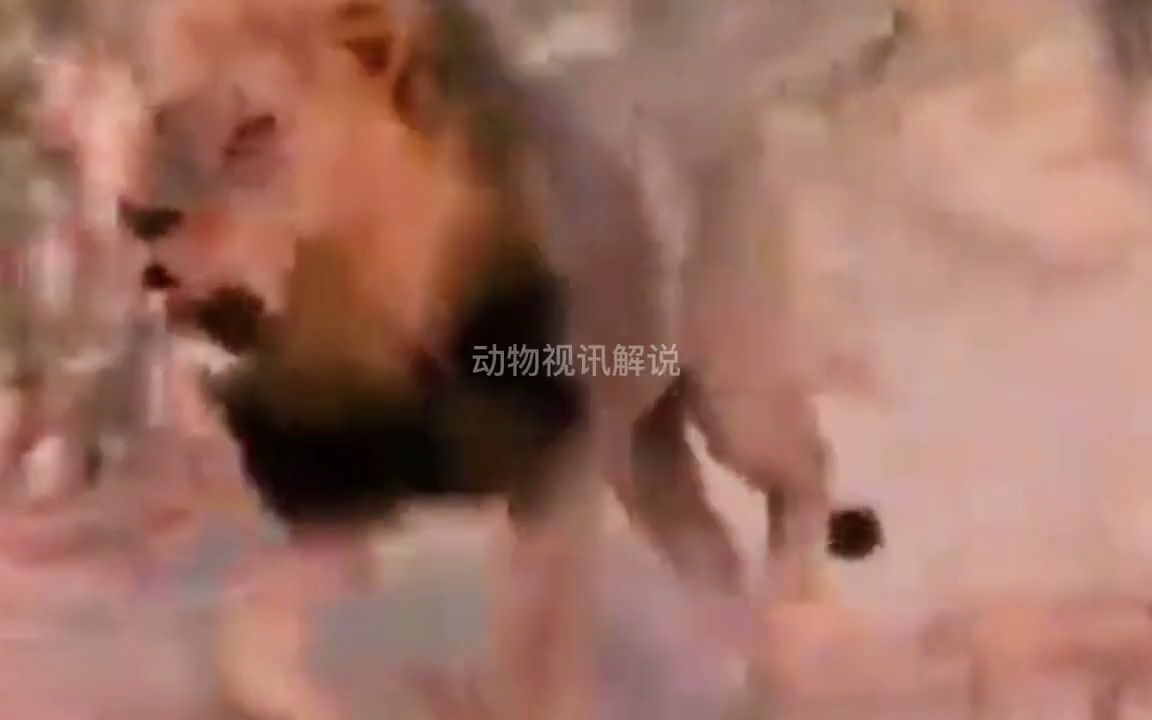 狮王银泰杜梅拉的传奇故事,鬣狗的噩梦.带你们重温旧经典