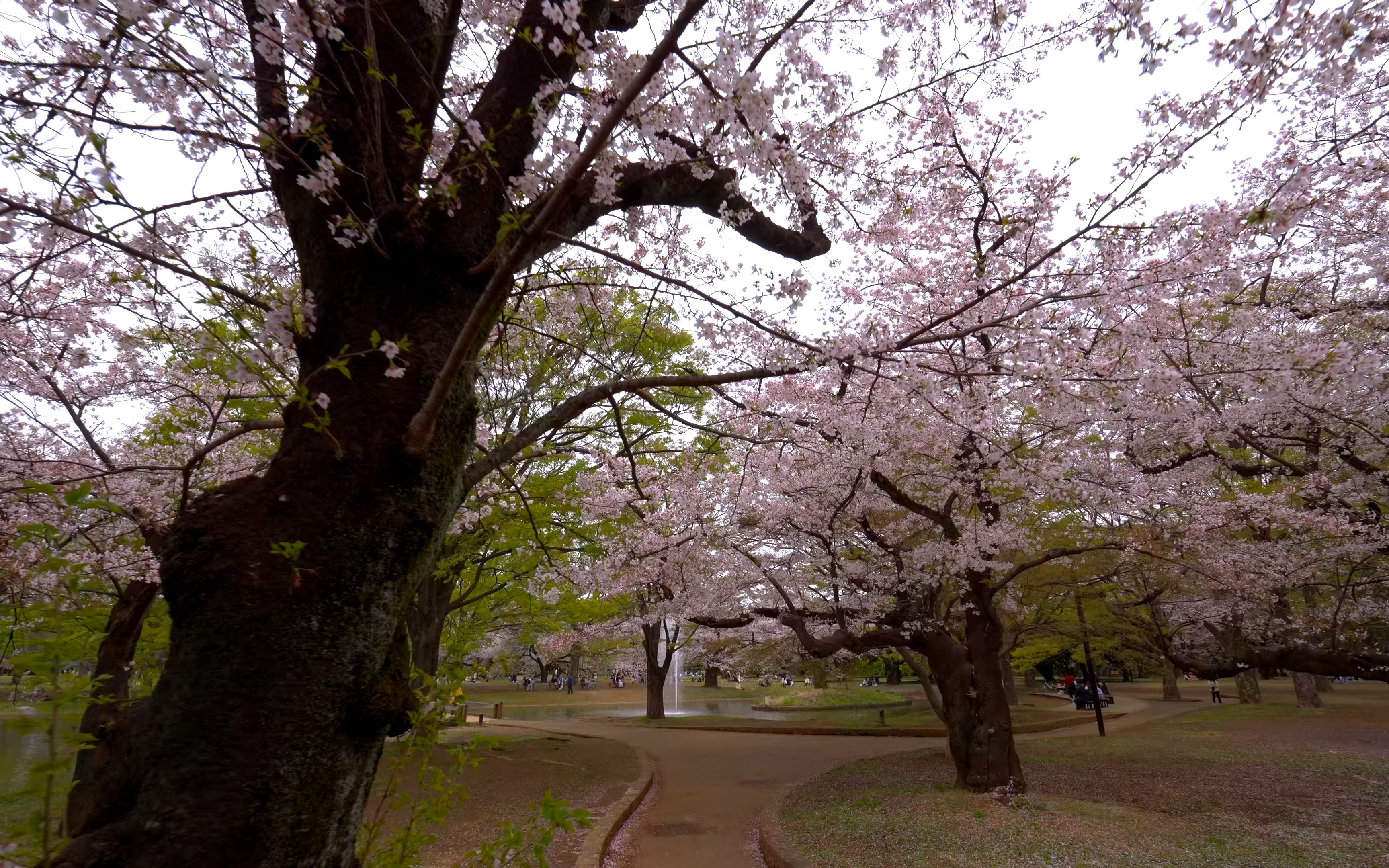 【超清日本】【东京】【4k】2023 东京 樱花盛开的东京代代木公园