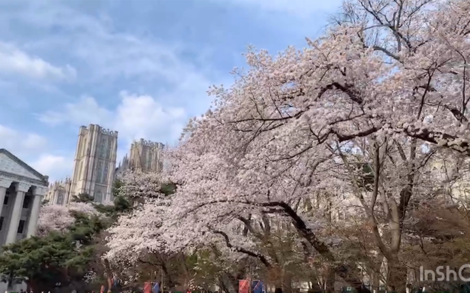 ashely韩国樱花庆典庆熙大学韩国最美大学的人间四月天