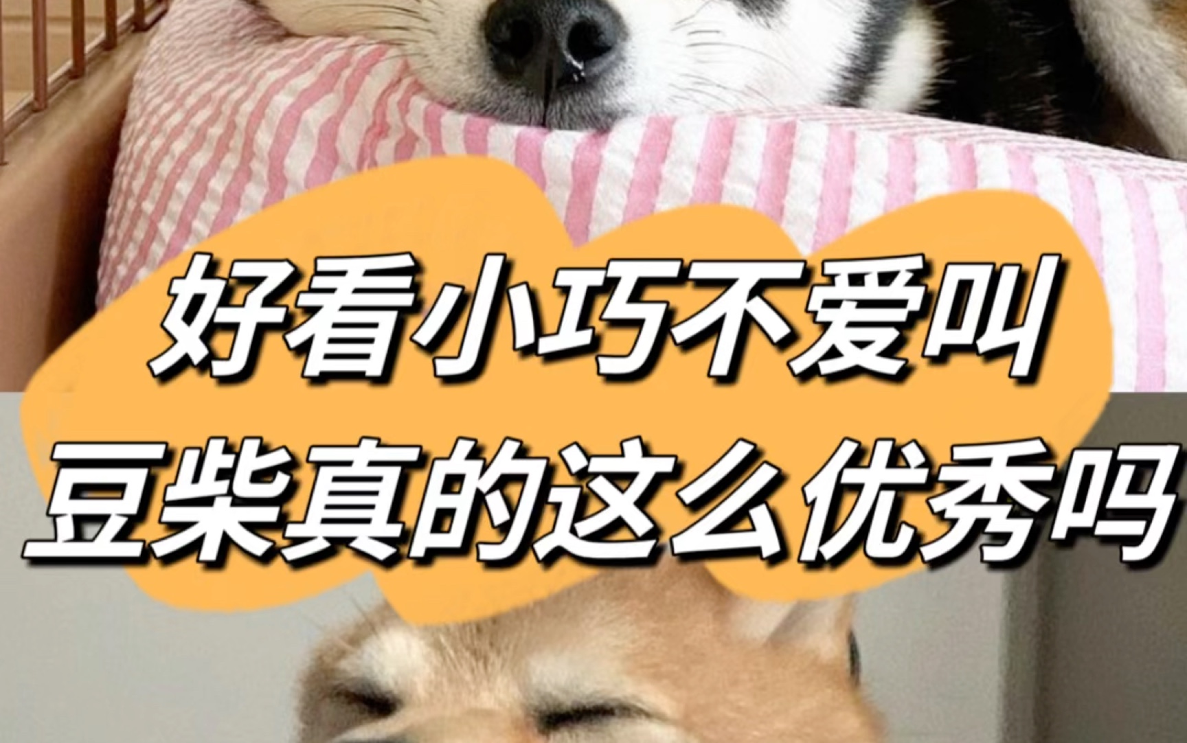 好看!小巧!不爱叫!豆柴真的这么优秀吗?哔哩哔哩bilibili