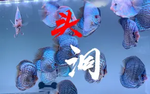 Download Video: 七彩神仙鱼头洞预防治疗方法