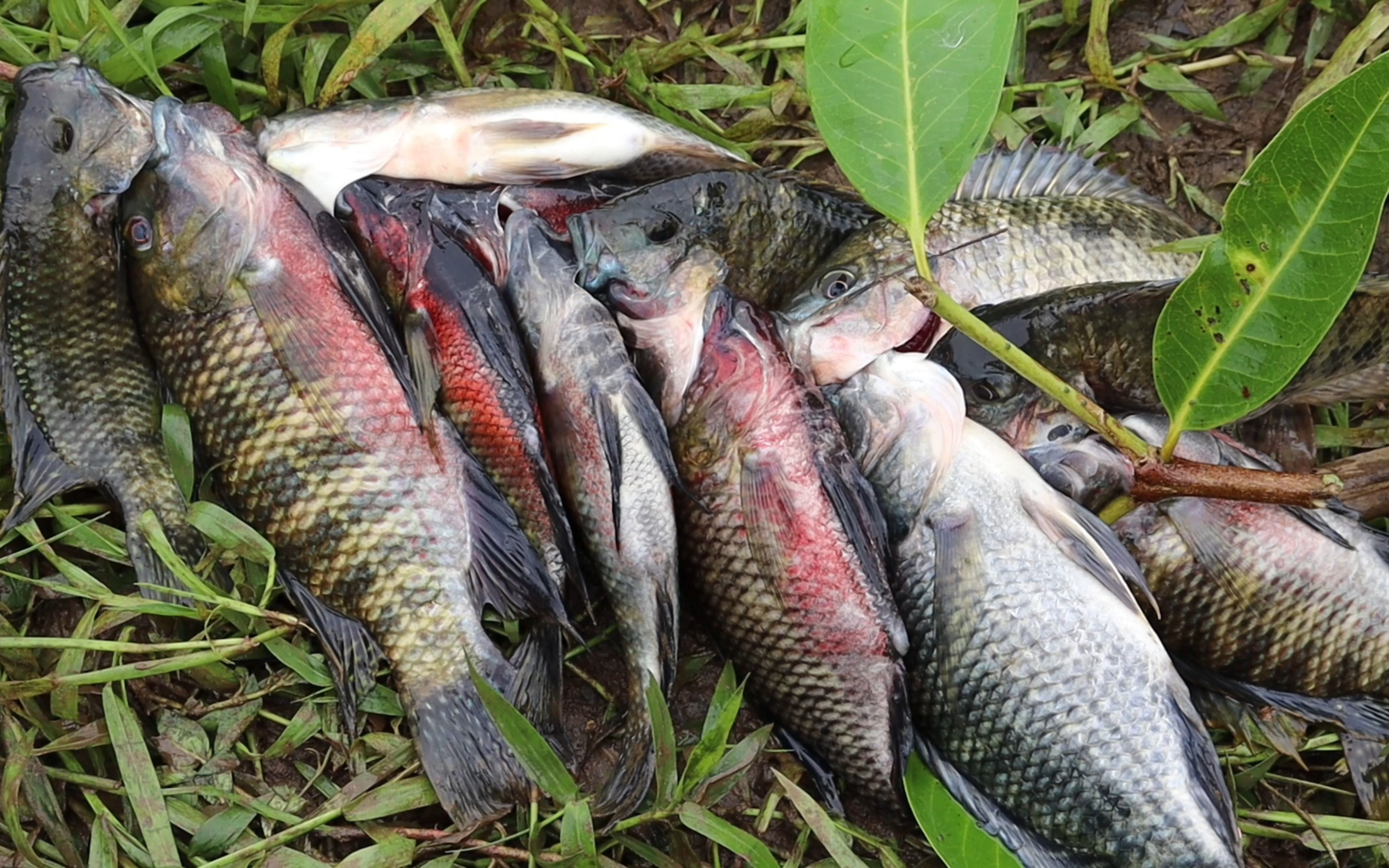 丢荒两年的鱼塘看看能抓多少鱼