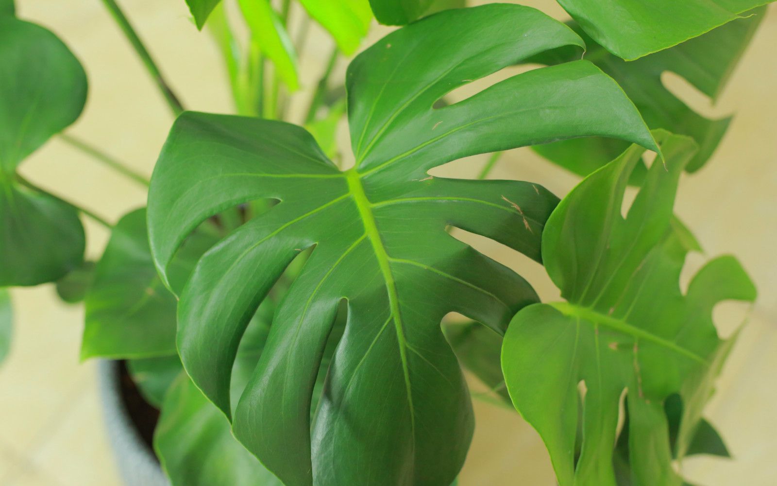 龟背竹功效(龟背竹:滋补养生,助力健康)