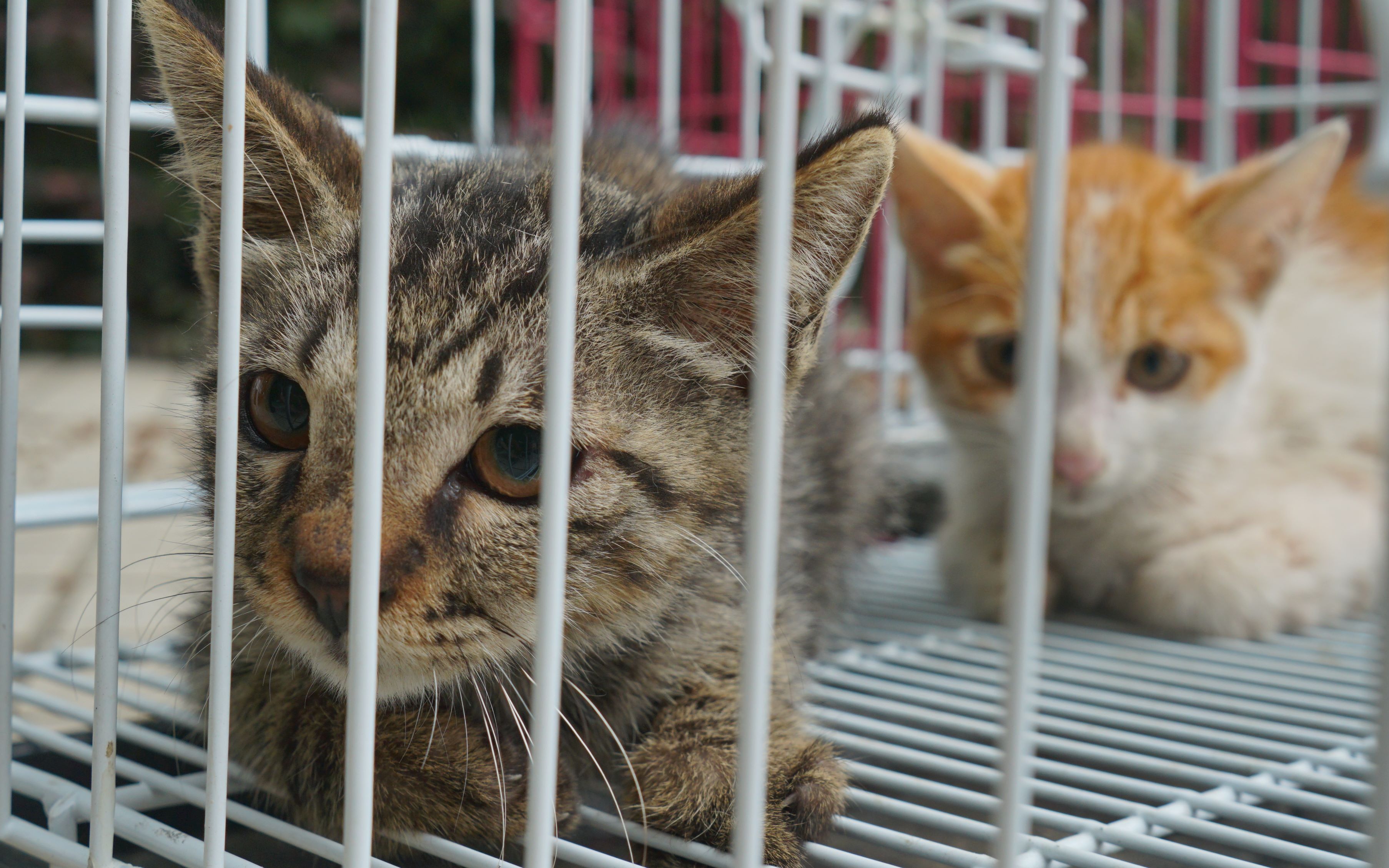 校园流浪猫泛滥成灾,一网逮俩,十几只小猫咪到手!