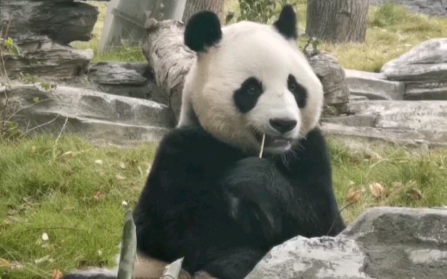 大熊猫春俏俏妞儿啊,你周末上班有点晚呐.奶爸,你放的竹几被嫌弃了191026哔哩哔哩bilibili