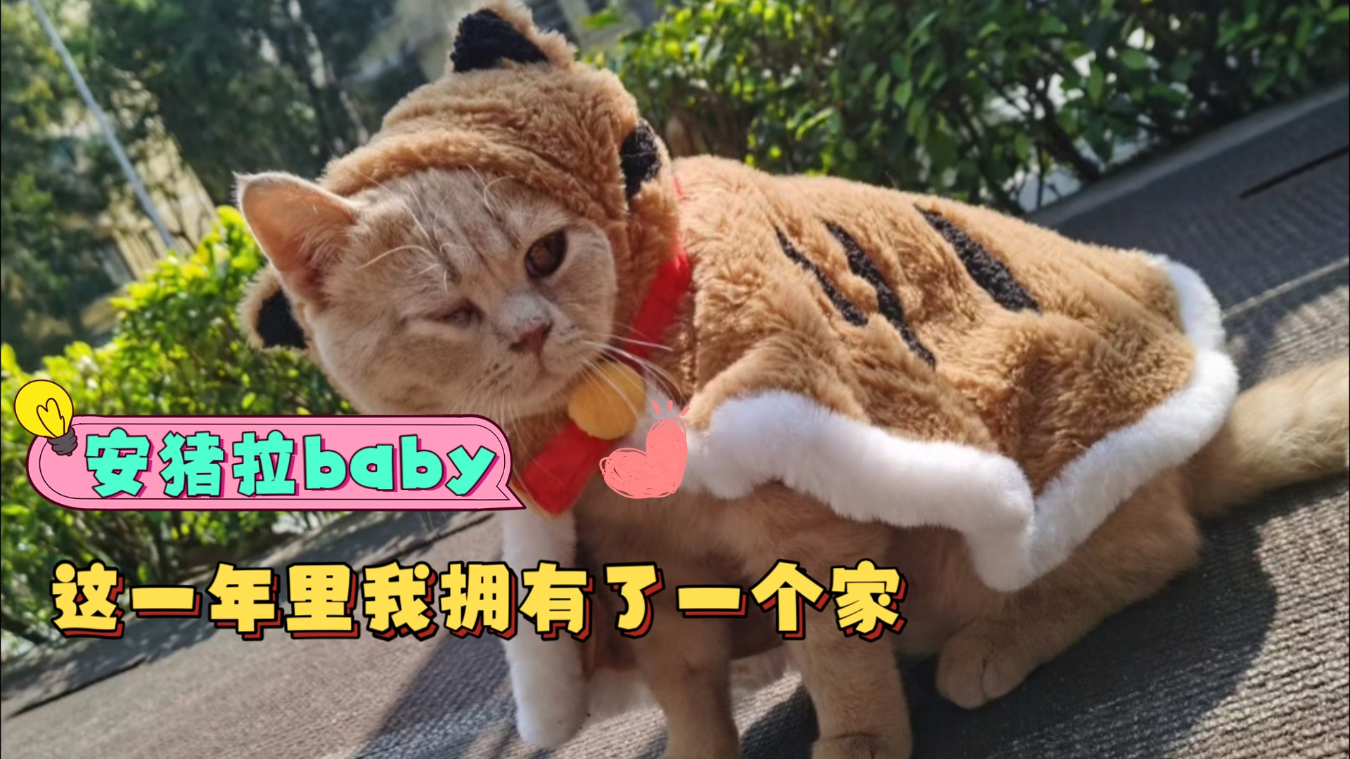 收养安猪拉baby一年啦,感恩有你陪伴的日常哔哩哔哩bilibili