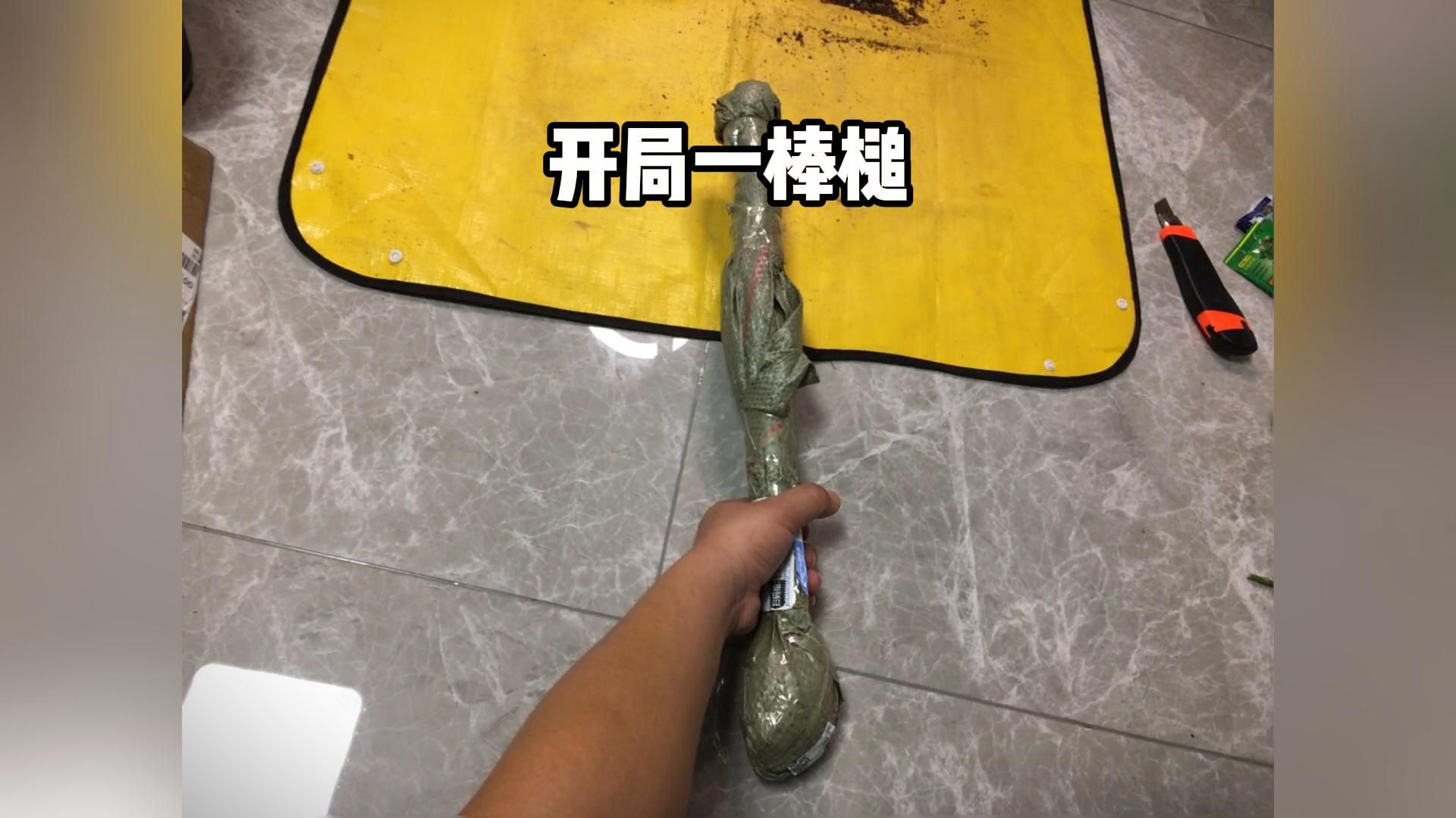 谁不想拥有一棵香飘飘的桂花呢?桂花种植记哔哩哔哩bilibili