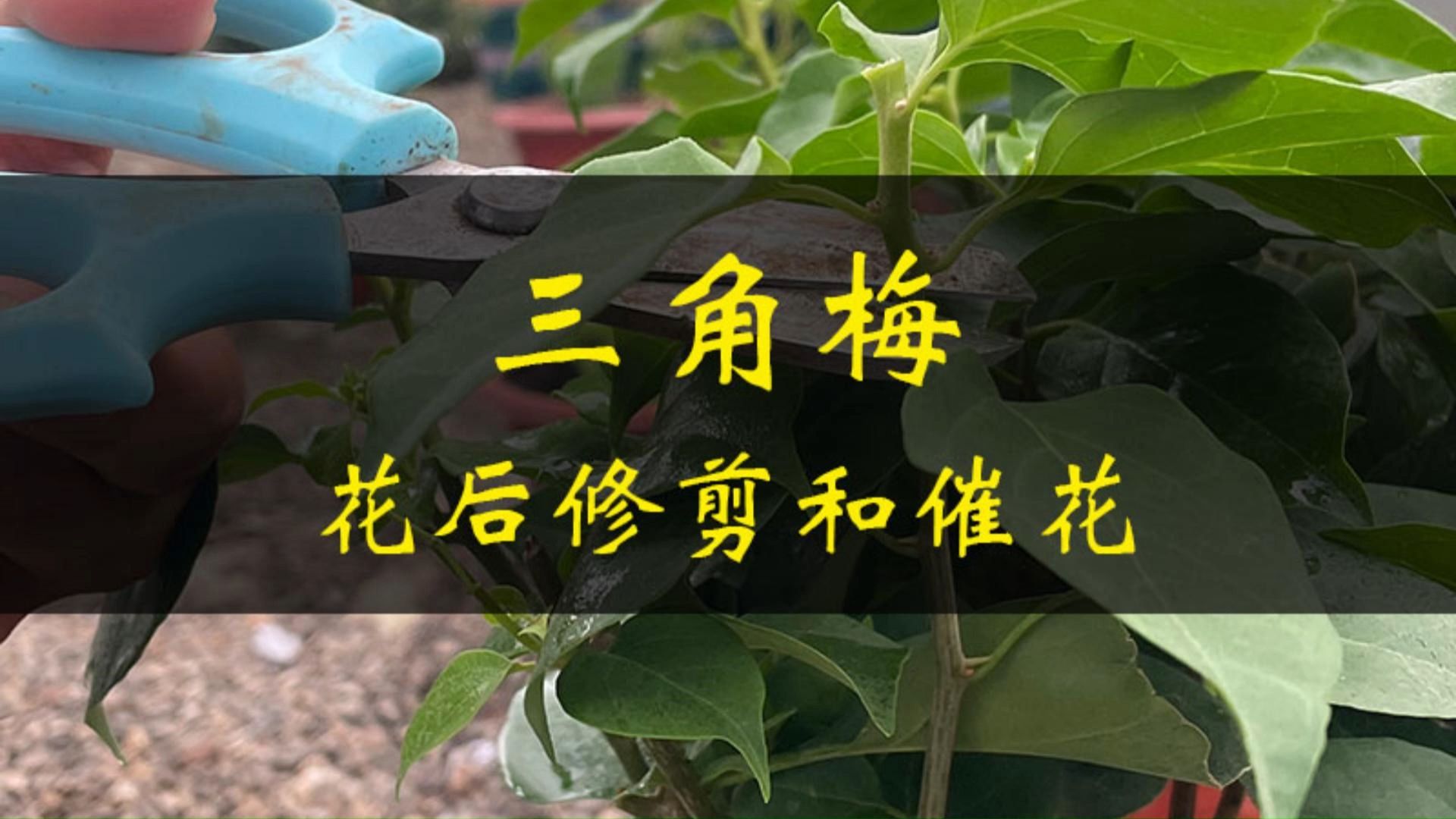 三角梅花后修剪和催花