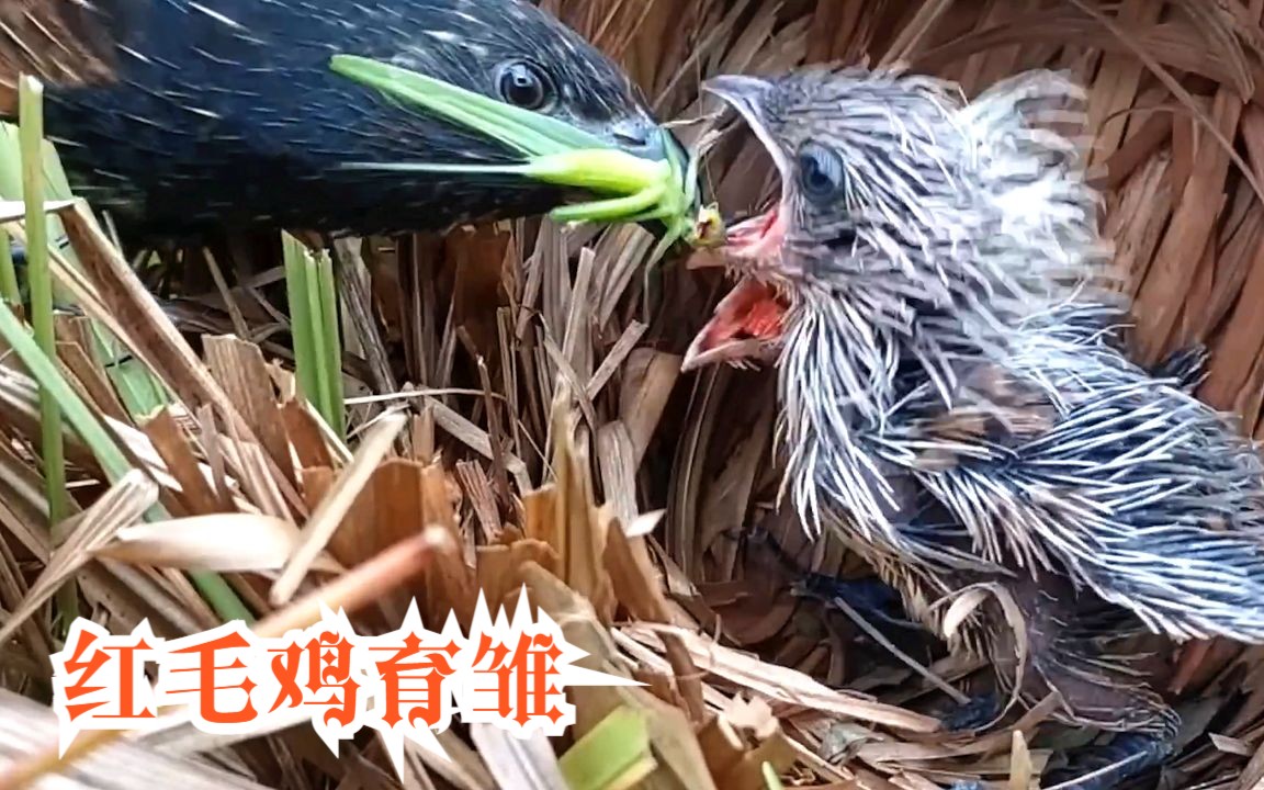 红毛鸡育雏:幼鸟都跑到巢外抢食物吃