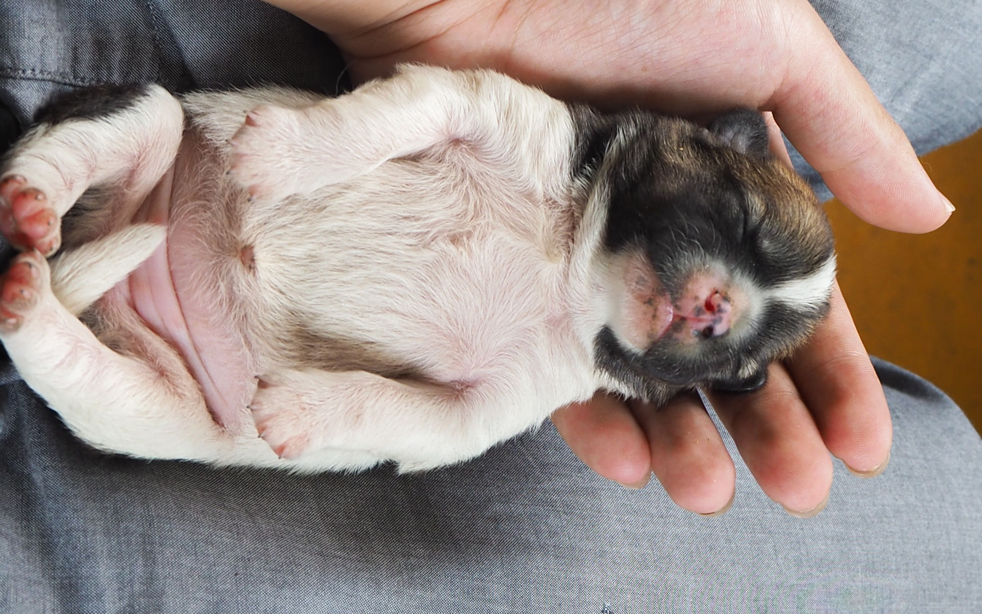 刚出生三天的小狗崽就已经喜欢别人摇摇睡觉