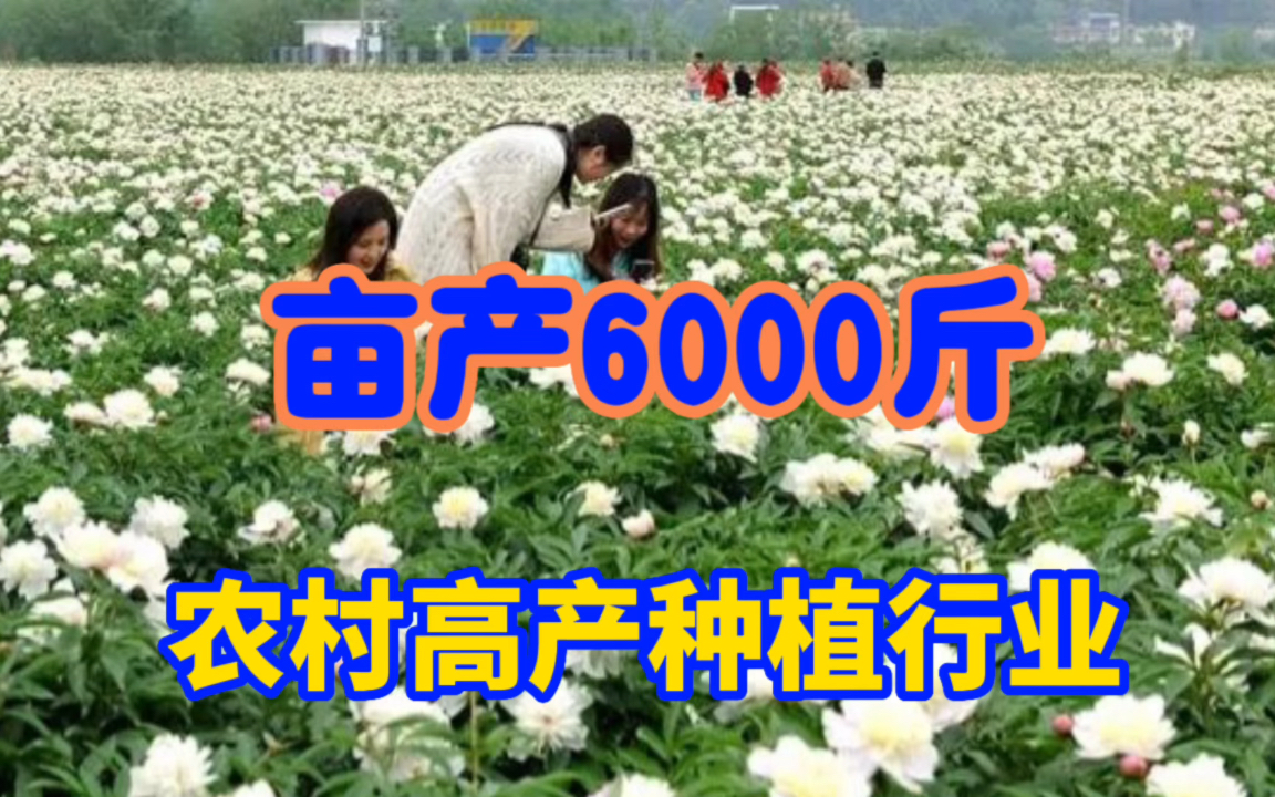 被称为“懒人”的药材,亩产6000斤,亩收入48000元,值得收藏哔哩哔哩bilibili