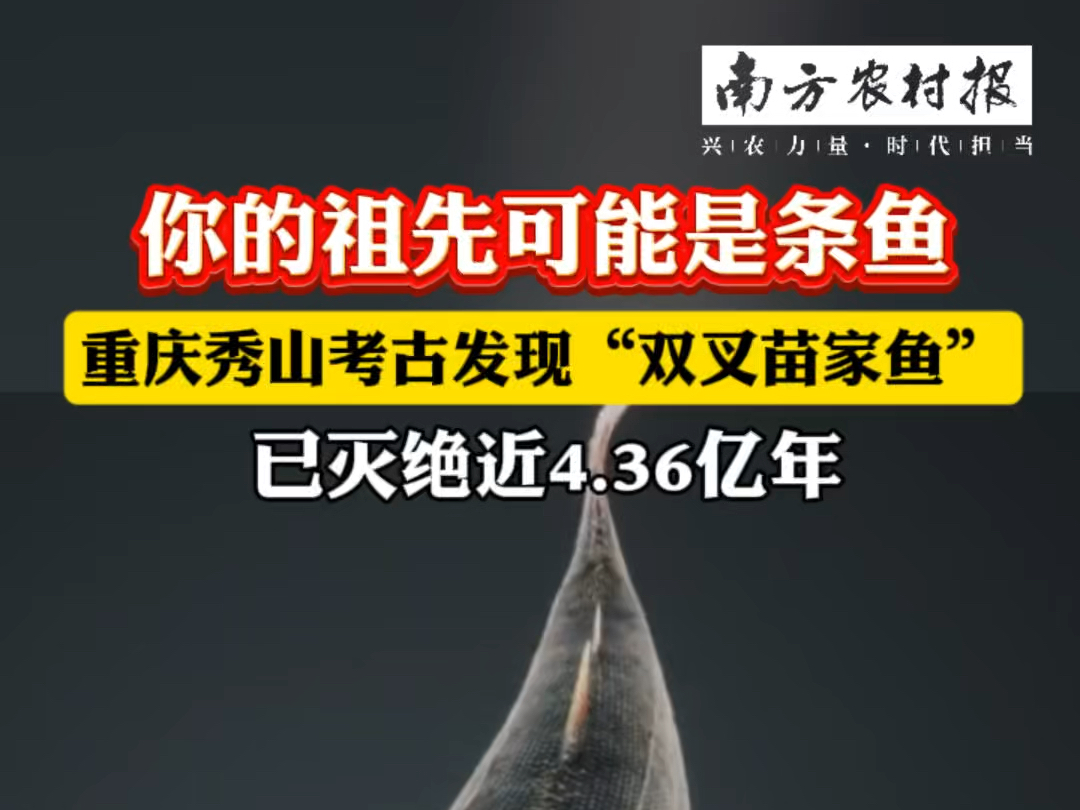 近日,来自#重庆 市规划和自然资源局的消息,重庆秀山发现了已灭绝近4.36亿年的#双叉苗家鱼,这一发现有可能填补#从鱼到人演化史 上缺失的初始环节....