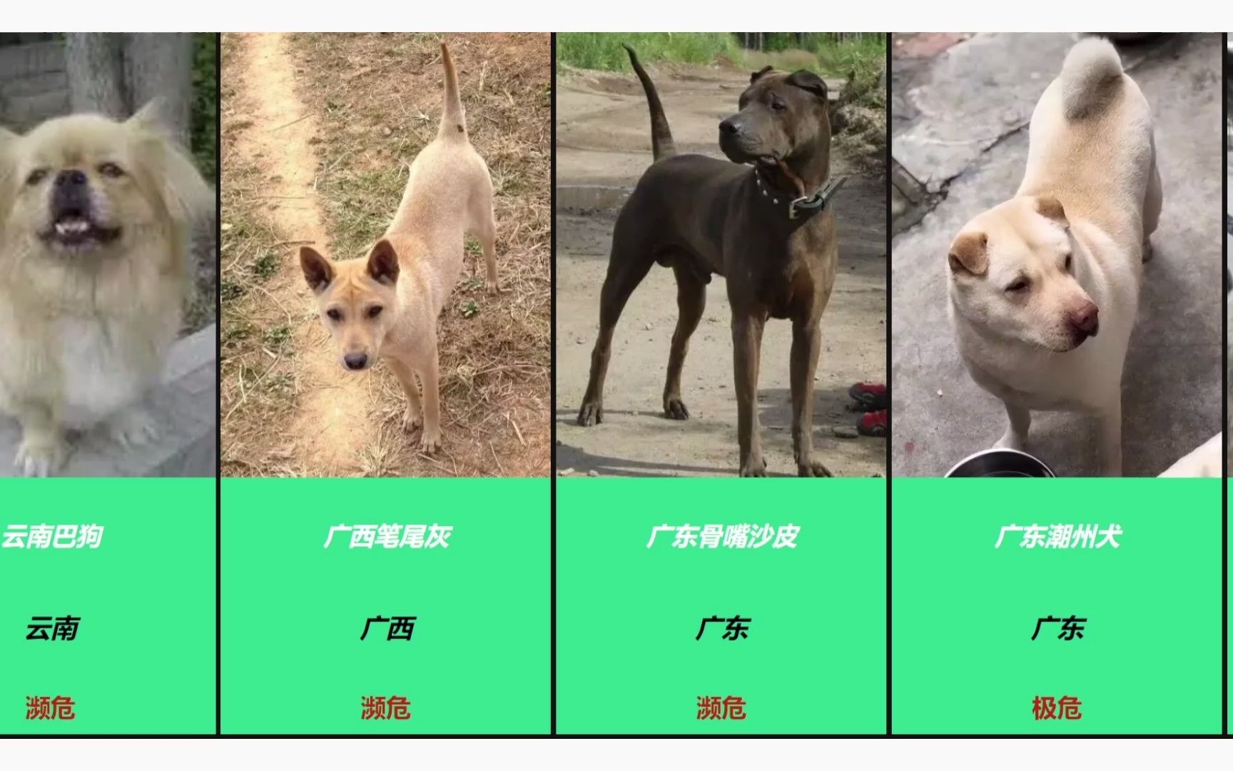 [图]盘点中华田园犬现状，多数已经濒危，有的已经灭绝，哪只是你们童年的大黄？