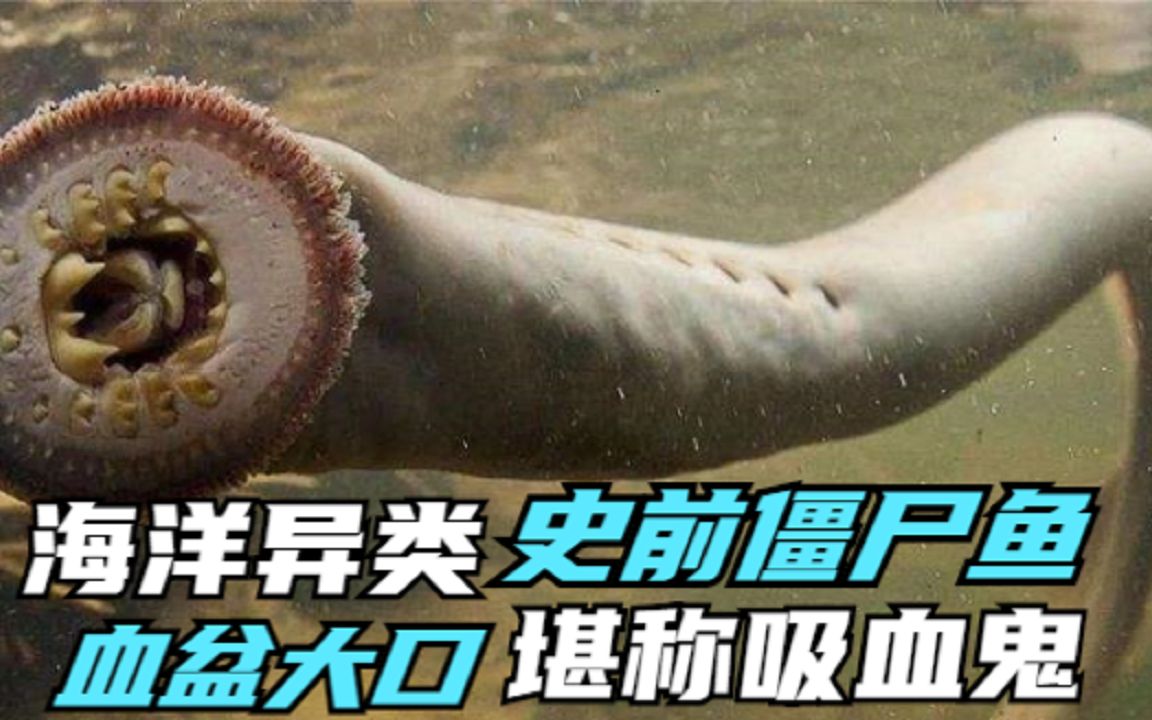 吸血怪獸七星子號稱史前殭屍魚寄生魚體吸血啃肉