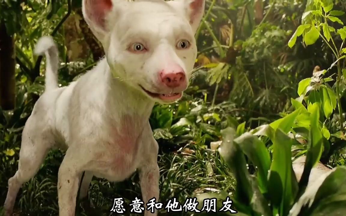 巨蟒来的真的很及时森林之子毛克利狼孩