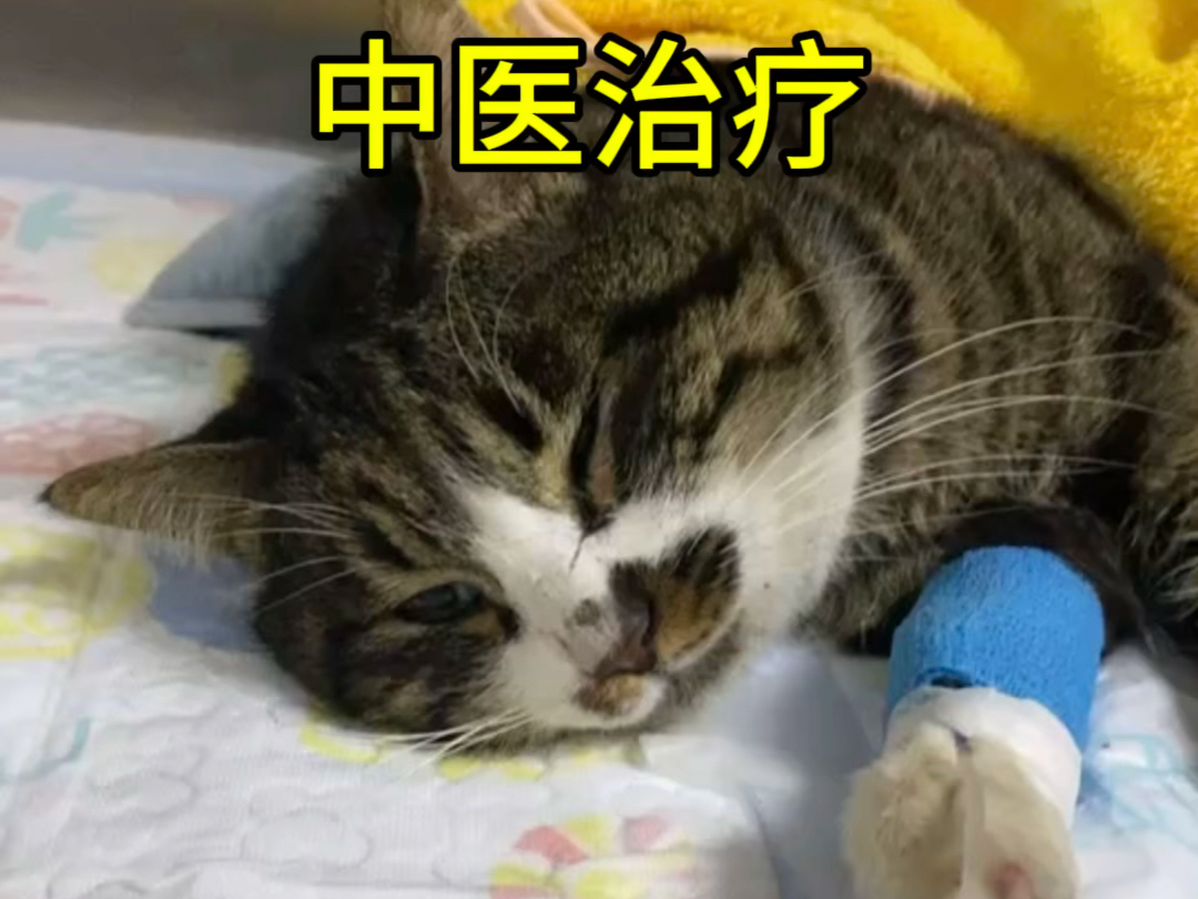 猫咪尿闭尿血怎么办?中兽医十几块钱中药搞定哔哩哔哩bilibili