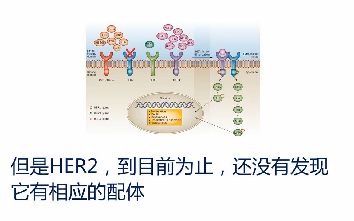 HER2基因与肿瘤哔哩哔哩bilibili