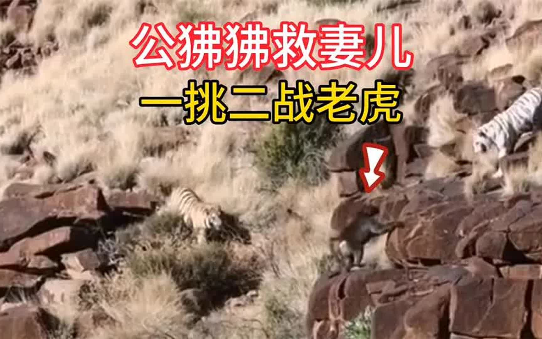 公狒狒为保护妻儿,不惜一挑二对战老虎,属实霸气十足