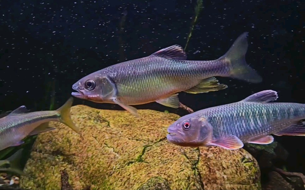 原生鱼——纵纹鱲