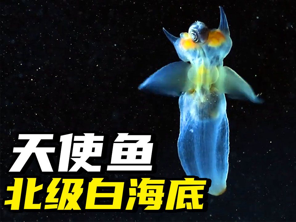 北冰洋白海深海神奇生物,翩翩起舞好像蝴蝶,捕食类似蜗牛小鱼哔哩哔哩bilibili