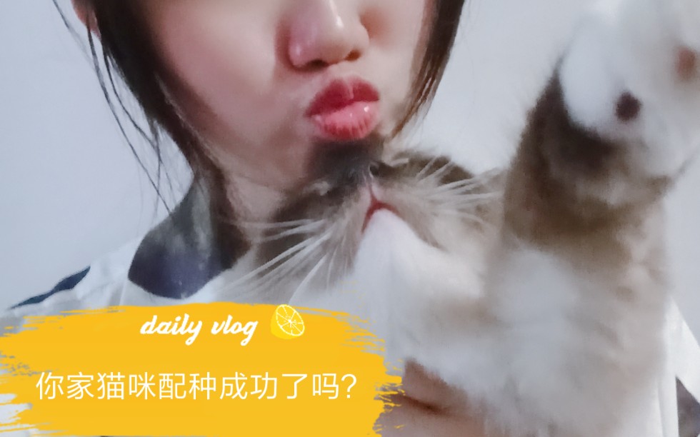 猫咪配种经验分享.怎么挑选公猫,配种注意事项以及怎么才是配上了呢哔哩哔哩bilibili