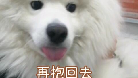 现在遛狗是个体力活儿 哔哩哔哩 Bilibili