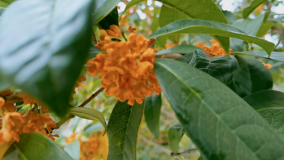 [图]金桂花开，盈满香气