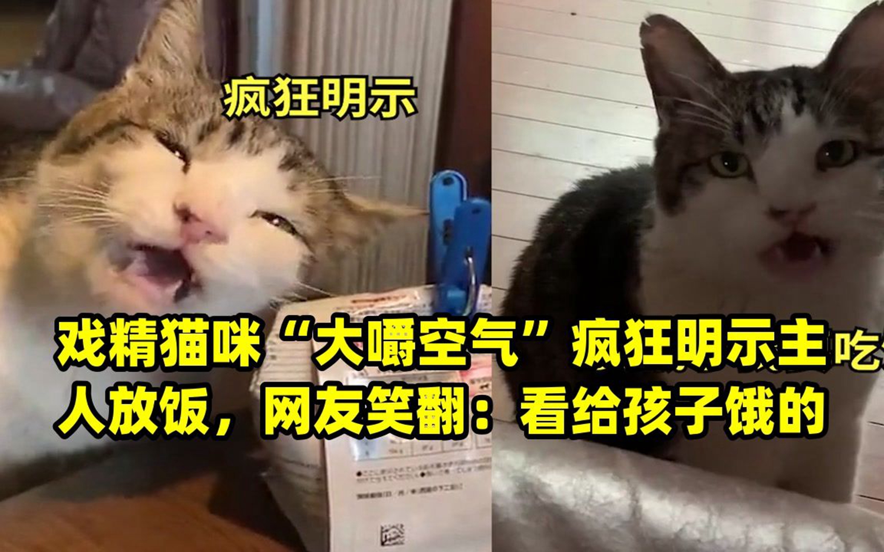 戏精猫咪"大嚼空气"疯狂明示主人放饭,网友笑翻:看给孩子饿的