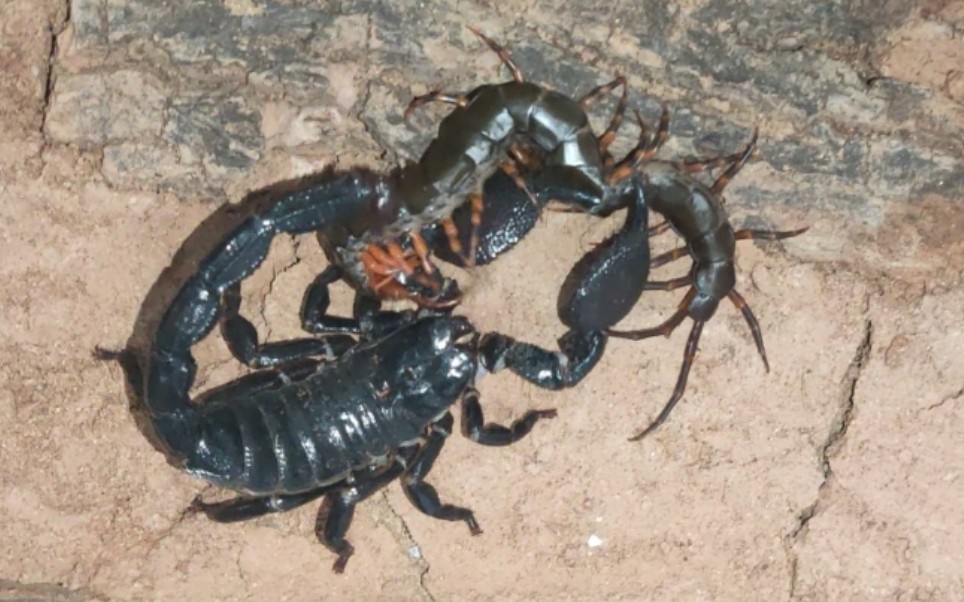 帝王蝎 捕食 海南间脚蜈蚣