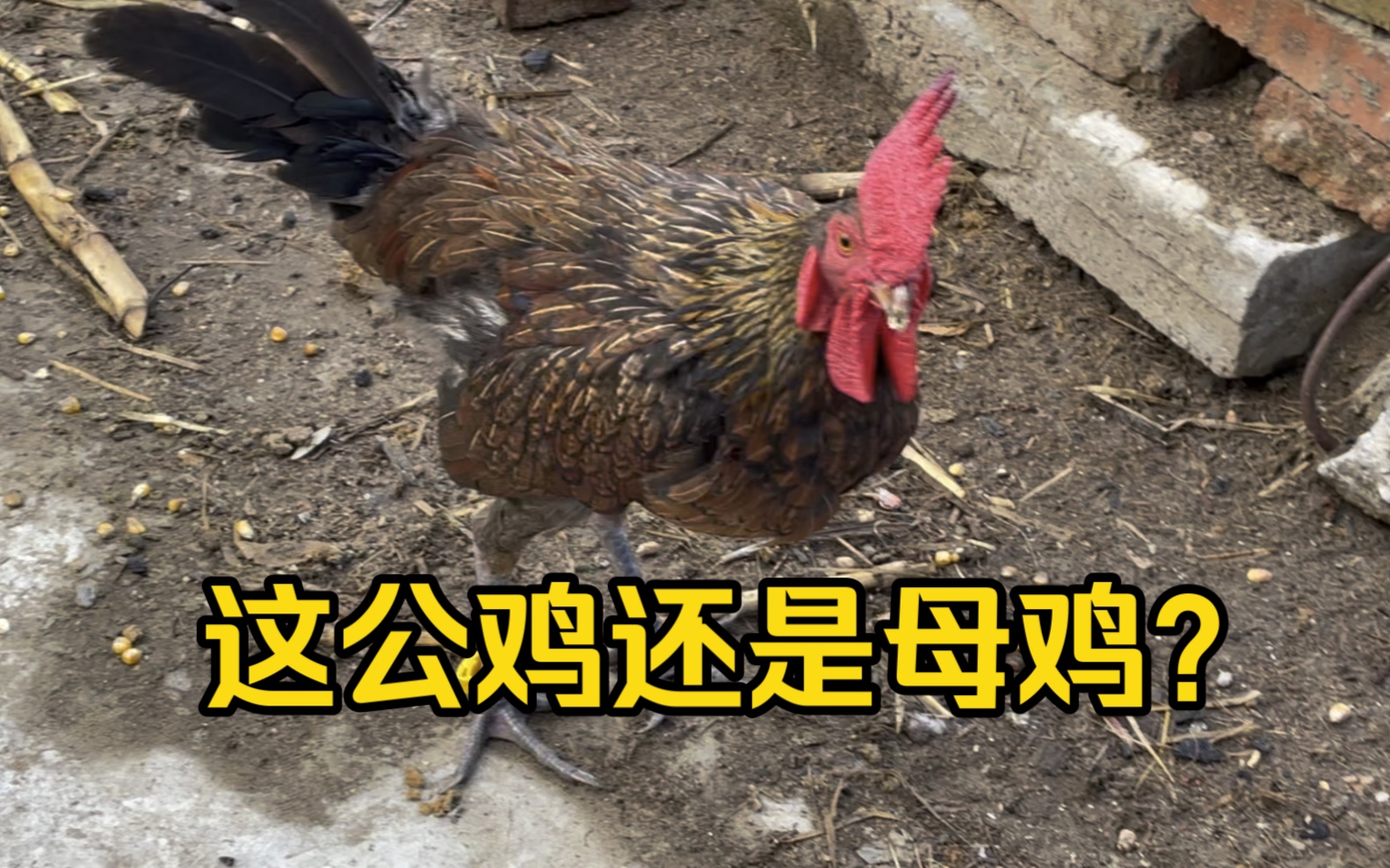 阴阳鸡你见过吗?公母不分,下蛋公公鸡