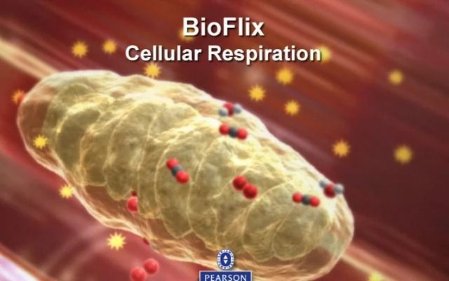 Cellular Respiration 细胞呼吸 坎贝尔生物学 Campbell Biology哔哩哔哩bilibili