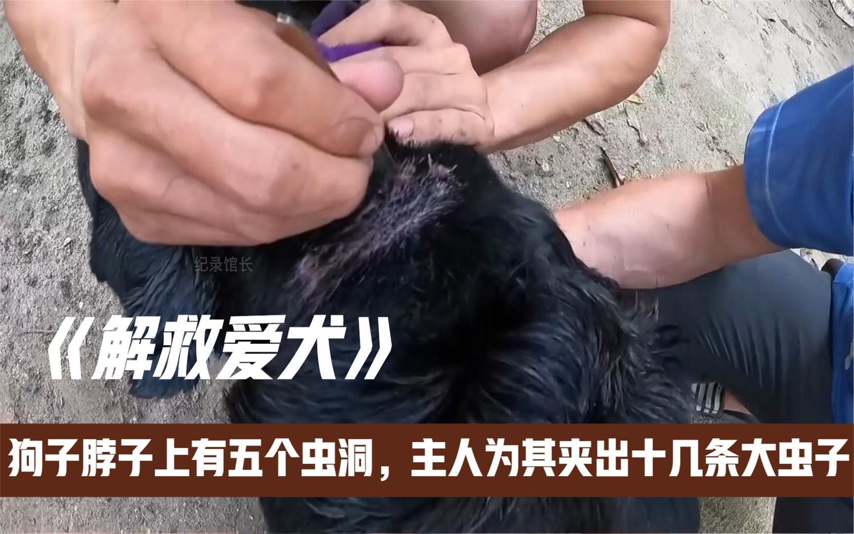 狗子脖子上有五个洞,主人为其夹出十几条大虫子,太可怜了!