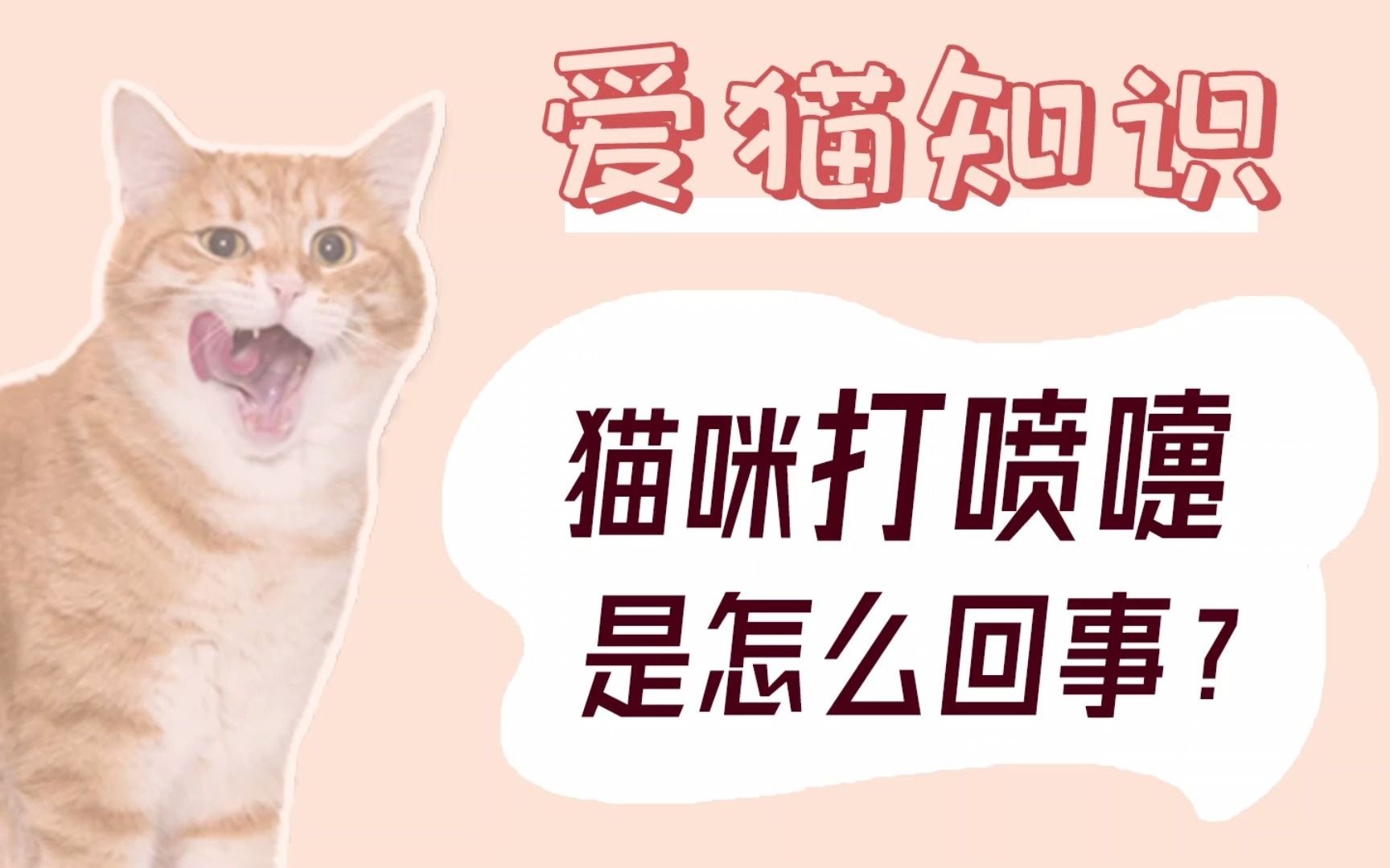 猫咪打喷嚏是怎么回事?哔哩哔哩bilibili