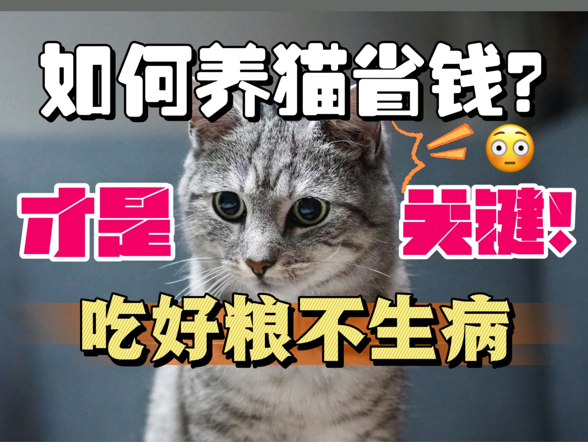 如何养猫省钱?吃好粮不生病,才是关键!哔哩哔哩bilibili