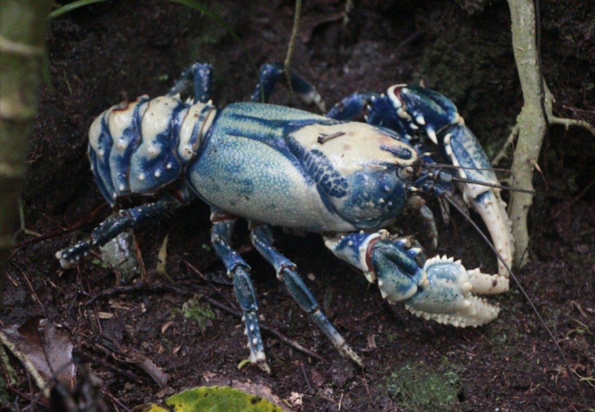 雷明顿螯虾,加油虾坚强!